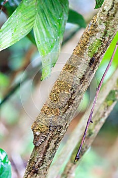 Gecko camouflage tree