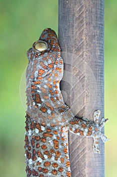 Gecko caught with wood.