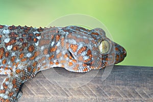 Gecko caught with wood.