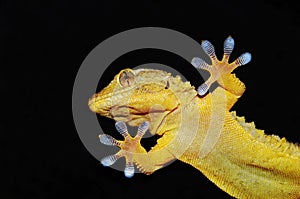 Gecko on the clear glass