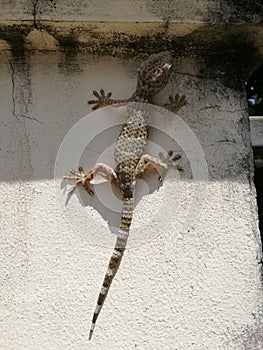 Gecko