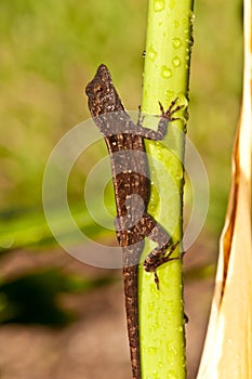 Gecko  climbing a stalk of a bird of paradise lea