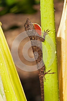 Gecko climbing a tropical plant and beginning to inflate red bladder