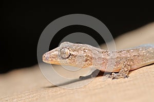 Gecko close up