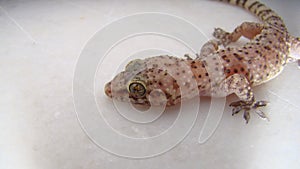 Gecko - close up Amazing Camouflage Animals, Camouflage lizards It`s also called Mediterranean house gecko, akdeniz sakanguru, pac