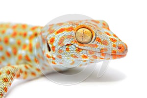 Gecko