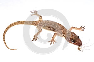 Gecko eat mosquito