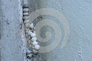 Gecko eggs