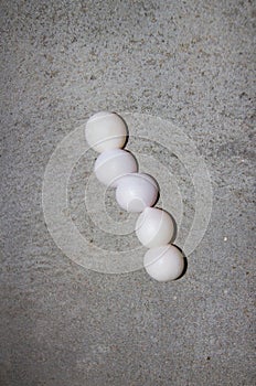 Gecko eggs
