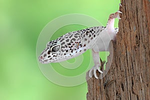 Gecko Eublepharis macularius