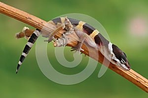 Gecko Eublepharis macularius