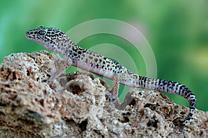Gecko Eublepharis macularius