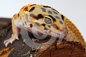 Gecko Eublepharis macularius