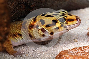 Gecko Eublepharis macularius