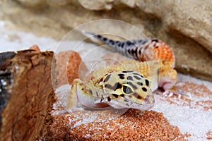 Gecko Eublepharis macularius