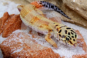 Gecko Eublepharis macularius