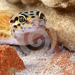 Gecko Eublepharis macularius