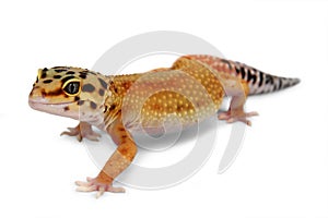 Gecko Eublepharis macularius