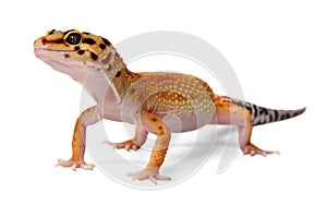 Gecko Eublepharis macularius