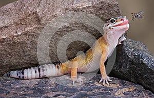 Lagarto con la mirada fija 