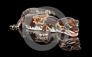 Gecko - fat tailed gecko