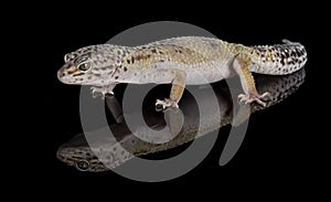 Gecko - fat tailed gecko