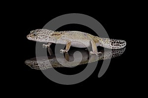 Gecko - fat tailed gecko