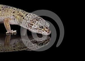 Gecko - fat tailed gecko