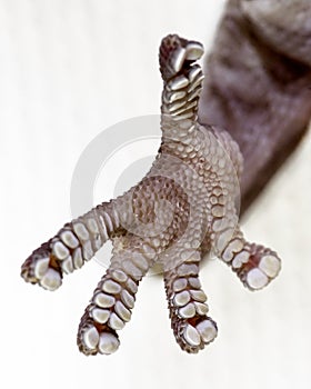 Gecko feet photo