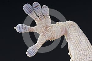 Gecko foot photo