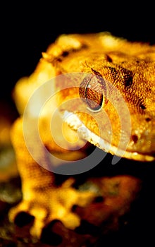 Gecko photo