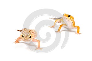 Gecko in front of white background