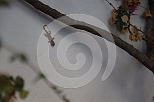 Gecko on the garden wall