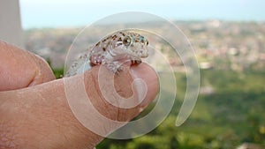 Gecko. Gecko has a smile face. exotic veterinarian holding a reptile. Mediterranean house gecko, akdeniz sakanguru, pacific house