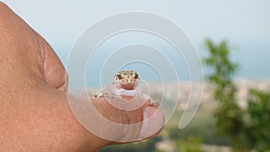 Gecko. Gecko has a smile face. exotic veterinarian holding a reptile. Mediterranean house gecko, akdeniz sakanguru, pacific house