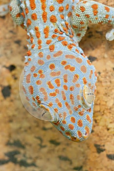 Gecko gekko