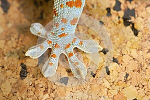 Gecko gekko