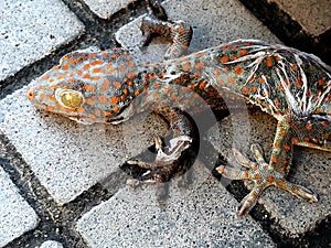 Gecko is the general name for large lizards or other types of lizards from the Gekkonidae tribe.