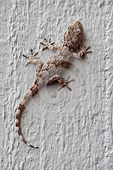 Gecko on a grey wall