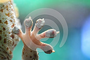 Gecko Hand