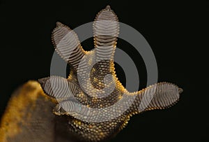 Gecko hand