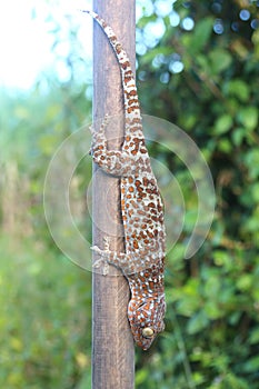 Gecko caught with wood.