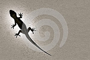 Gecko, Hemidactylus Frenatus, black silhouette on a illuminated white wall