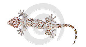 Gecko isolated on white background