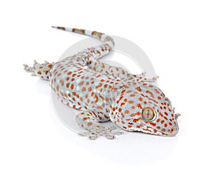 Gecko isolated on white background