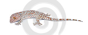 Gecko isolated on white background.