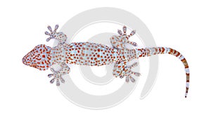 Gecko isolated on white background.