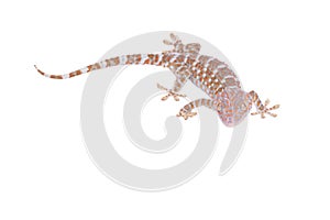 Gecko isolated on white background