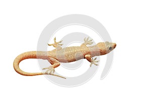 Gecko