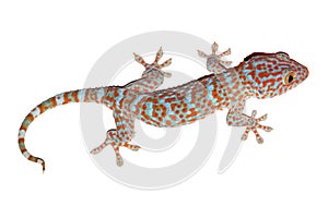 Gecko isolated on white